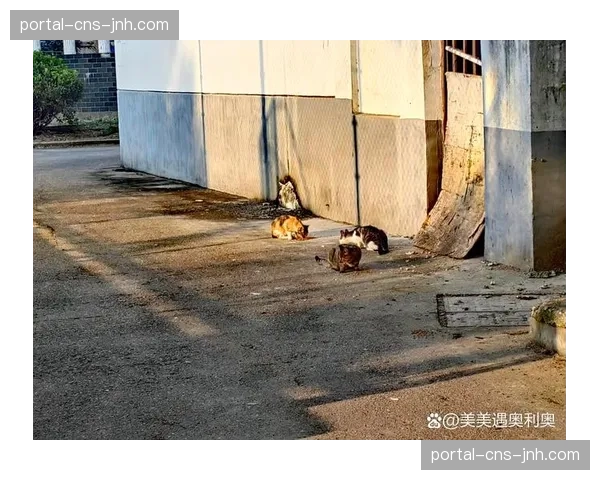 趣味瞬间：球场边闯入一只小猫，比赛暂停直至工作人员将其抱离